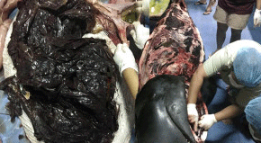 Sahile vuran balinanın midesinden 80 plastik poşet çıktı