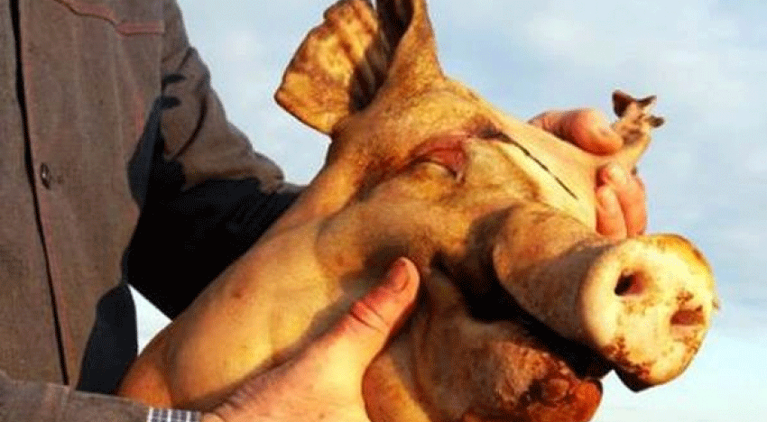 Müslüman sığınmacıların binasına domuz kafası bırakıldı