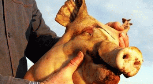 Müslüman sığınmacıların binasına domuz kafası bırakıldı