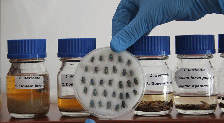 Sinek larvaları hastalara şifa oluyor