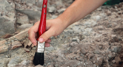 Bilinen en eski hayvan fosili bulundu