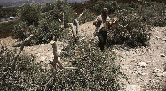 Yahudi yerleşimciler Filistinli çiftçinin zeytin ağaçlarını kesti