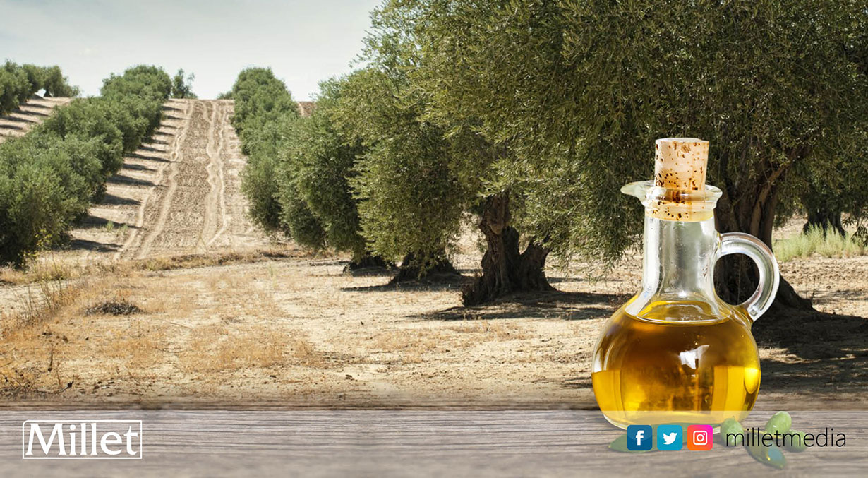 THRACİA şirketinden zeytin üreticilerine DUYURU