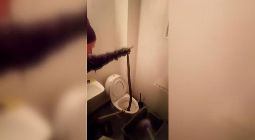 Evin tuvaletinden boa yılanı çıktı