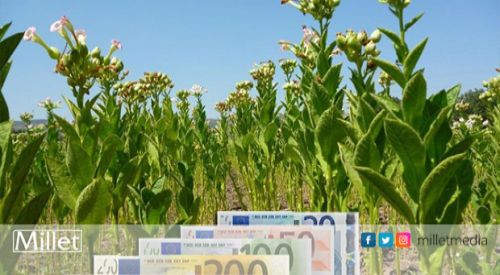 Tütüncülere dönüm başına yardım yapılacak