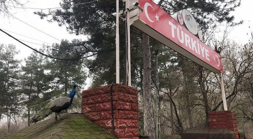 Türkiye'ye girenleri hudutta tavus kuşları karşılıyor