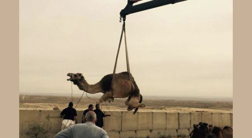 İsrail develeri de tutuklamaya başladı