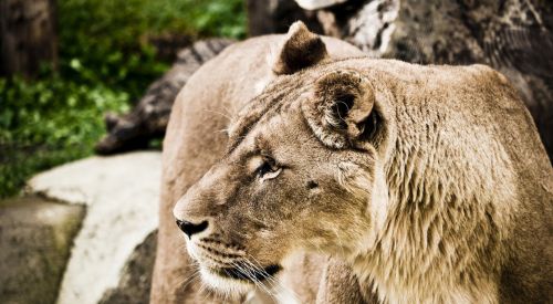 Beslediği aslan tarafından öldürüldü