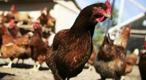 Tavuklar birlik olup kümese giren tilkiyi öldürdü