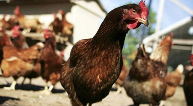 Tavuklar birlik olup kümese giren tilkiyi öldürdü