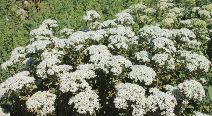 'Bitkilerin gücü ile sağlıklı yaşlanın'