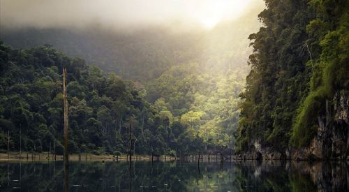 Amazon'daki orman kaybı yüzde 20 arttı