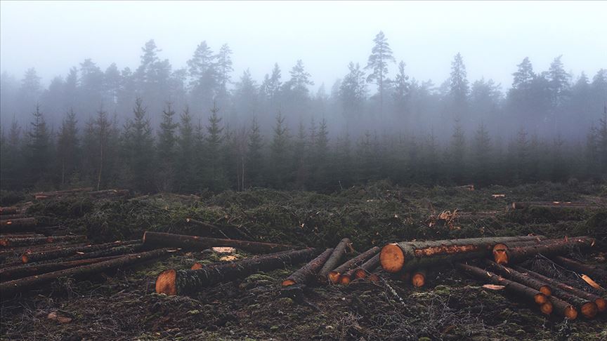 Dünya ormanları 4 milyar hektara geriledi