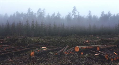 Dünya ormanları 4 milyar hektara geriledi