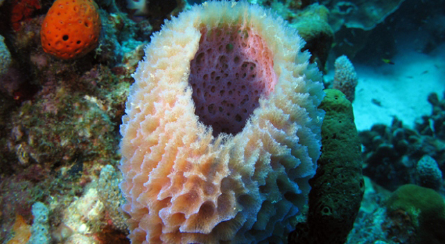 Deniz süngerinden kanser ilacı üretilecek