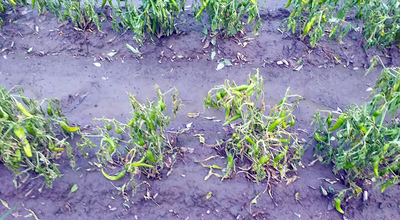 İskeçe Ova Bölgesi yağışlardan zarar gördü