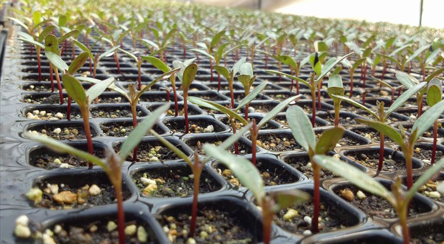 12 saatte yaklaşık 350 milyon fidan dikildi