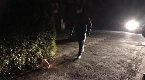 Almanya'da cami inşaatına domuz kafası bırakıldı