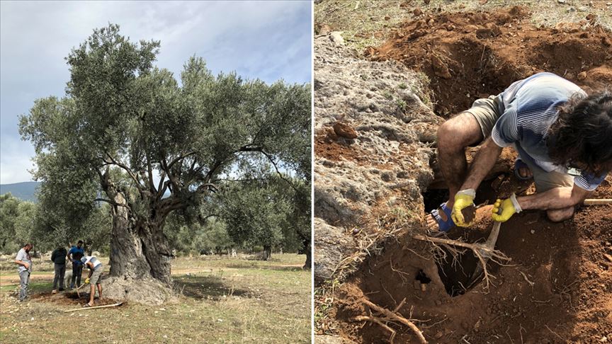 3 bin yıllık ağacın 'sır' yaşını nükleer fizikçiler ortaya çıkardı