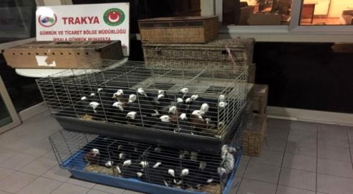 İpsala Sınır Kapısı'nda ticareti "güvercin" operasyonu