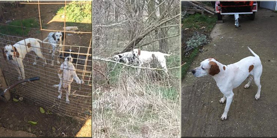 Kaybolan bu köpekleri bulana 500 € ödül verilecek