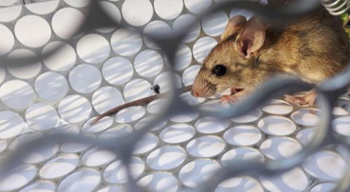 Çin'de 'hantavirüs'ten bir kişinin ölmesi salgın endişesine neden oldu