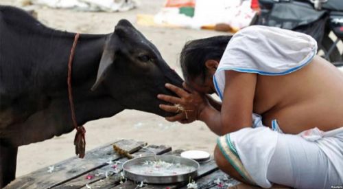 Hindistan'da Müslüman genç, inek eti taşıdığı iddiasıyla linç edildi