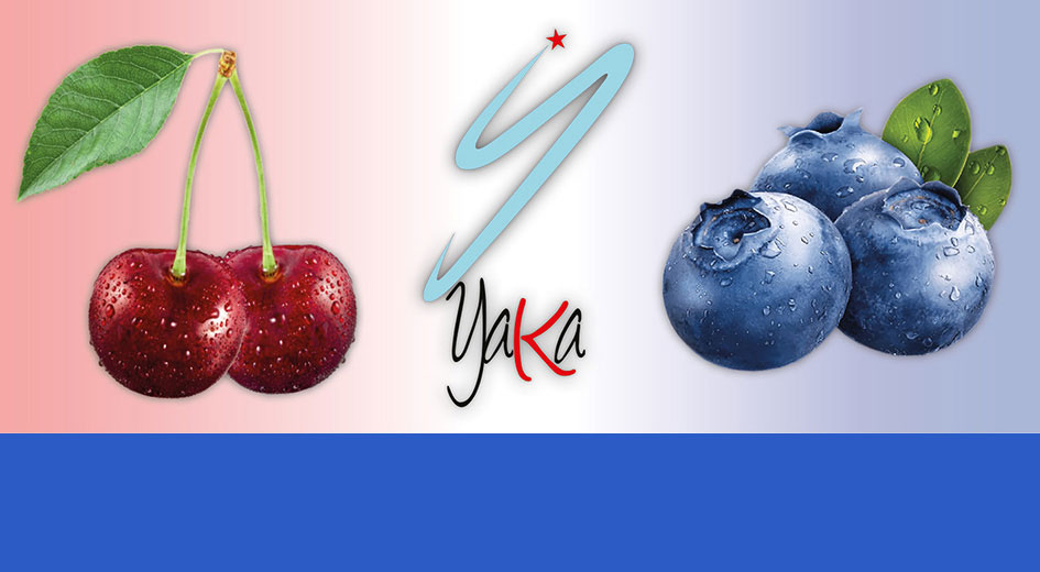 Şapçı’da Kiraz ve Yaban Mersini üretimi tanıtılacak