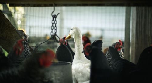 Fransa’da kümes hayvanlarına 'kuş gribi' karantinası