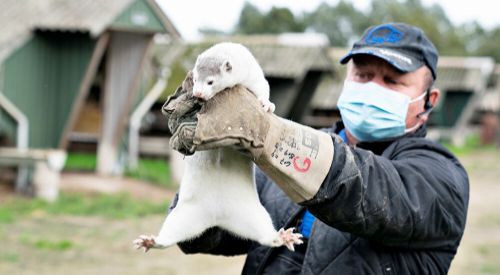 Yunanistan'da çiftlikteki vizonlarda Kovid-19