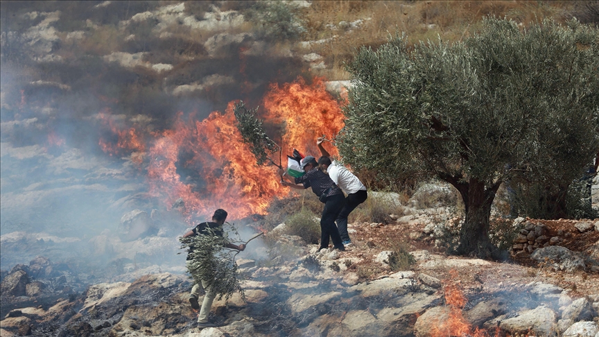 Yahudi işgalciler Batı Şeria'da Filistinlilere ait yüzlerce zeytin ağacını ateşe verdi
