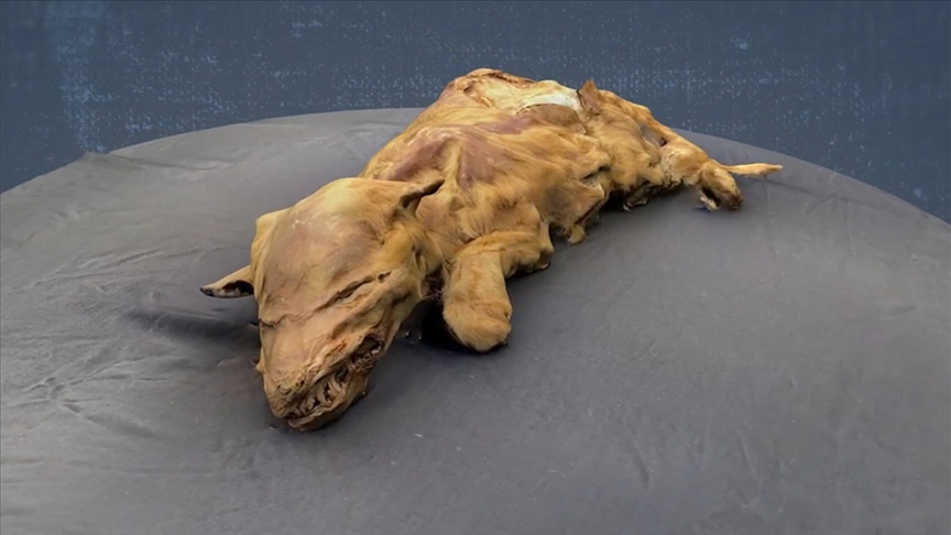 Kanada’da bulunan 57 bin yıllık kurt yavrusu fosili araştırmacıları şaşkına çevirdi