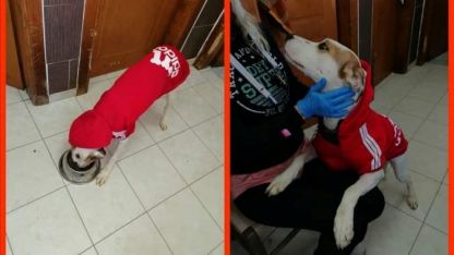 Gümülcine’de 122  sahipsiz köpek yeni bakıcılarına kavuştu