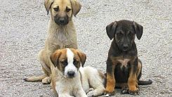 Yassıköy Belediyesi sokak hayvanları barınağı inşa edecek