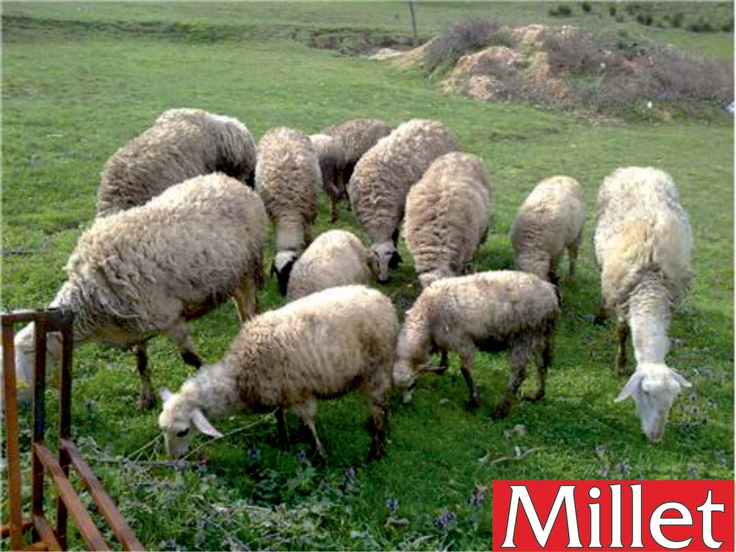 Küçükbaş hayvanlardaki Çiçek Hastalığı Virüsü Rodop iline de sıçradı