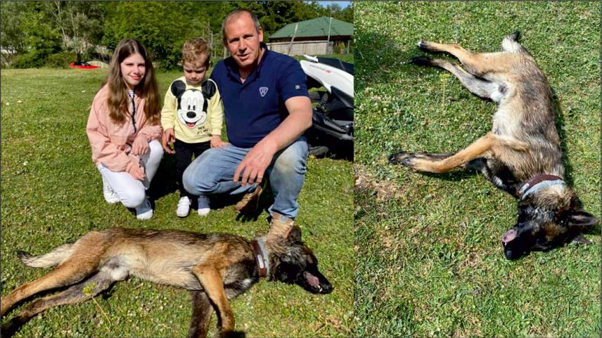 Caniler köpeği zehirleyerek öldürmüşler