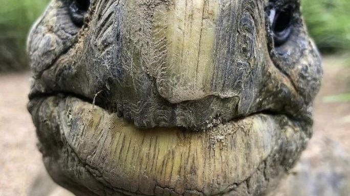 100 yaşını aşkın kaplumbağa ilgi odağı oldu