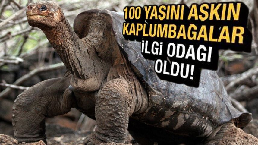 100 yaşını aşkın kaplumbağa ilgi odağı oldu
