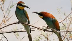 Türkiye-Yunanistan sınırı renkli misafirlerini ağırlıyor