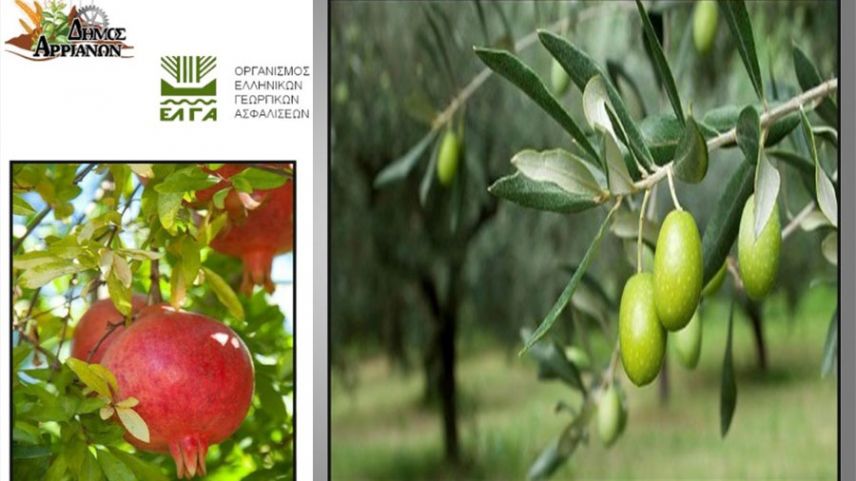 Bu yıl zeytin ve narlarda yaşanan zararlar bildirilecek