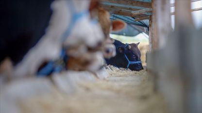 Eyalet hayvan besicilerinden Tarım Bakanına çağrı