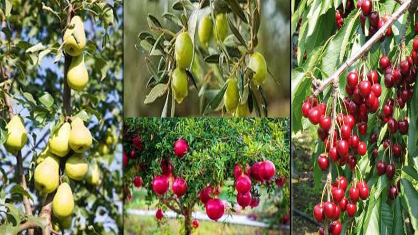 Kiraz ve Armutlar için zarar bildirimi yarın son gün