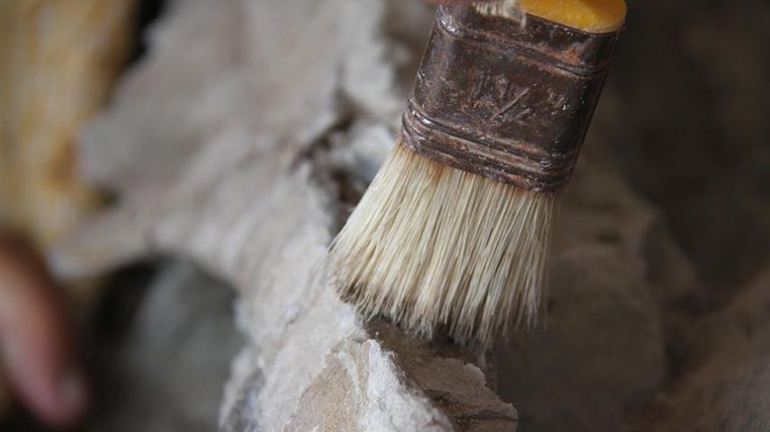 Dünyanın en eski hayvan fosili bulundu