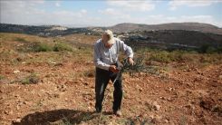 Yahudi işgalciler Filistinlilere ait onlarca zeytin ağacını itlaf etti