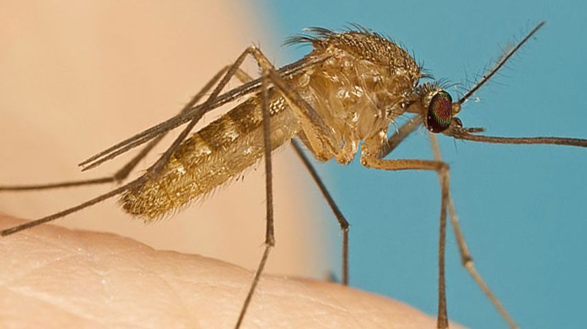 Bir soydaşta Batı Nil virüsü tespit edildi