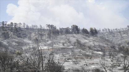 Orman yangınları büyük doğa felaketine neden oldu