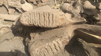 Türkiye'de müthiş keşif: 17 milyon yıllık fosil bulundu