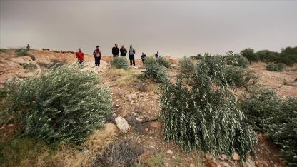 Yahudi yerleşimciler Filistinlilere ait 600 zeytin ağacını kesti