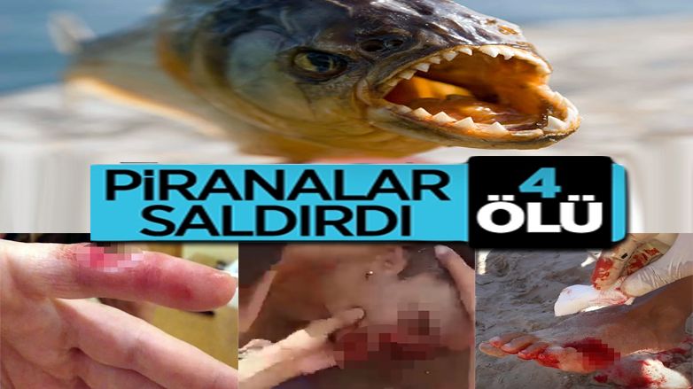 Pirana saldırılarında 4 kişi öldü