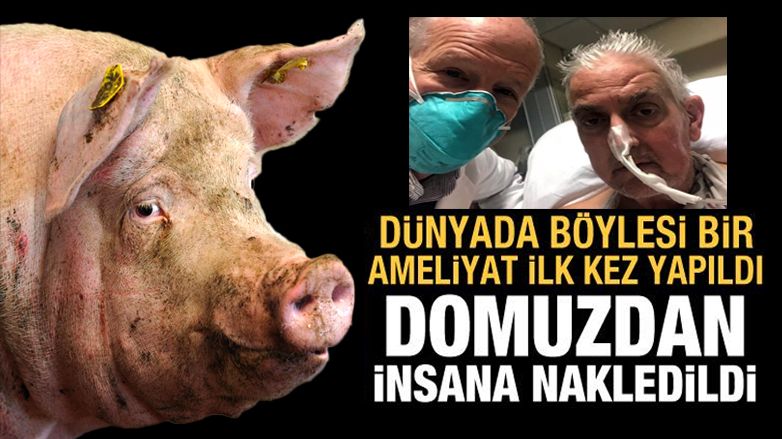 Domuzdan insana kalp nakli gerçekleştirildi!